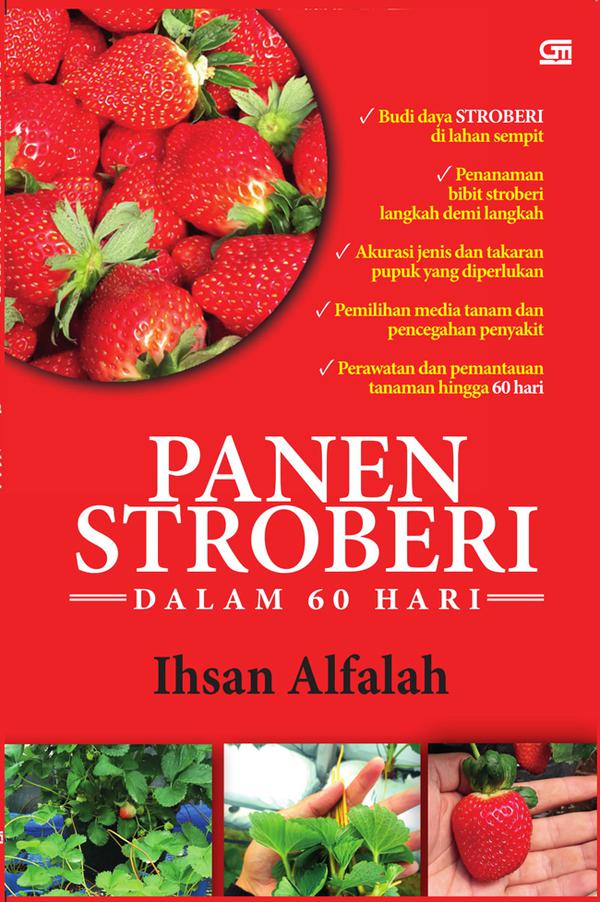 Panen Stroberi dalam 60 Hari