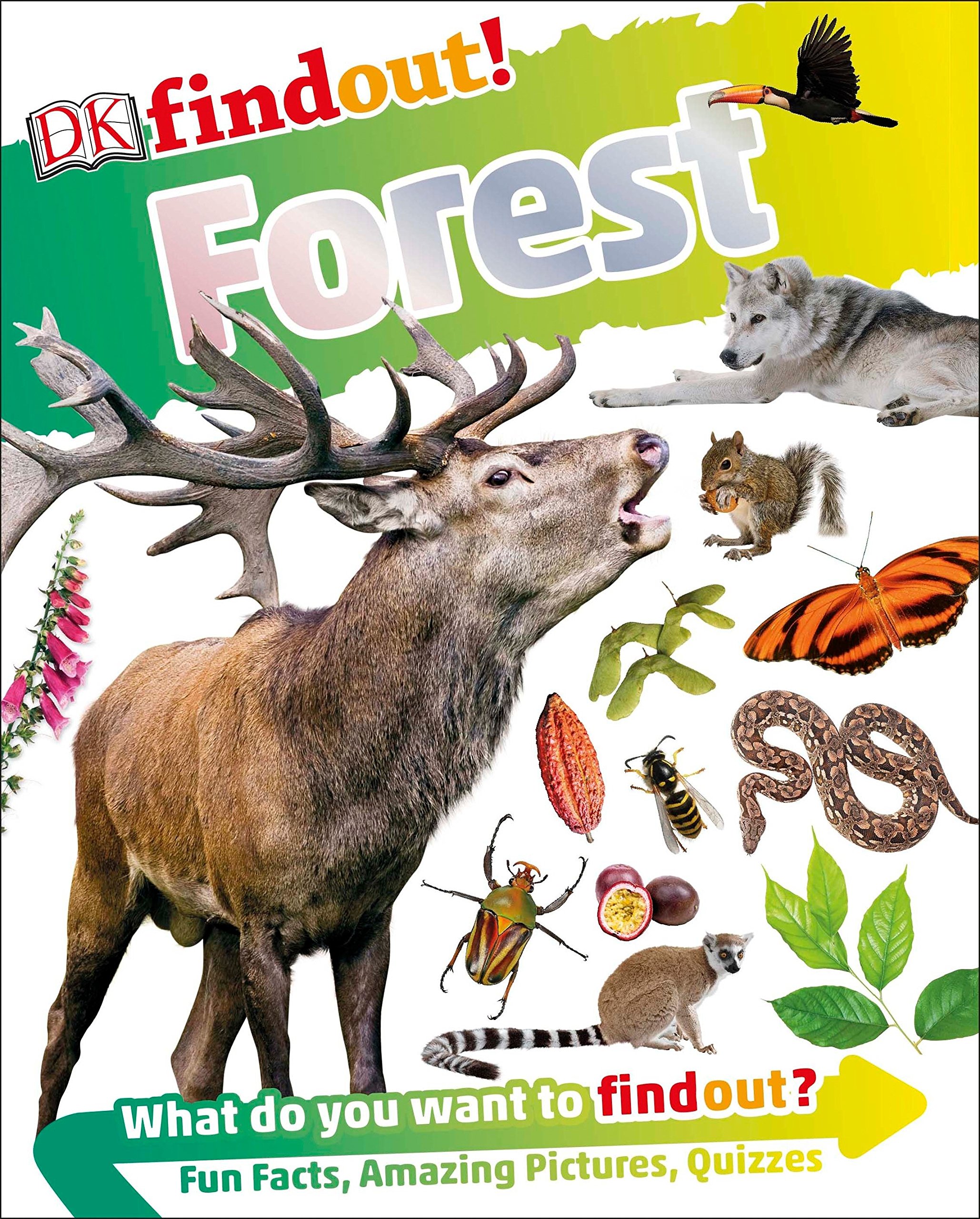 DK Findout! Forest ;