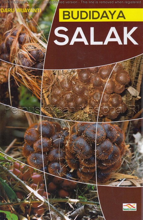 Budidaya Salak / Daru wijayanti