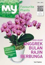 Cara agar anggrek bulan rajin berbunga