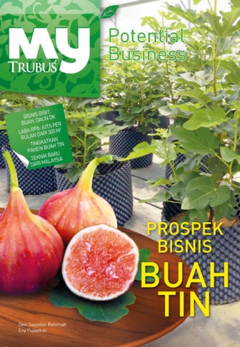 Prospek bisnis buah tin