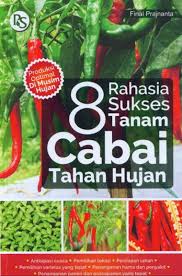 8 Rahasia Sukses Tanam Cabai Tahan Hujan