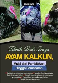 Teknik Budi Daya Ayam Kalkun, Mulai dari Pembibitan hingga Pemasaran