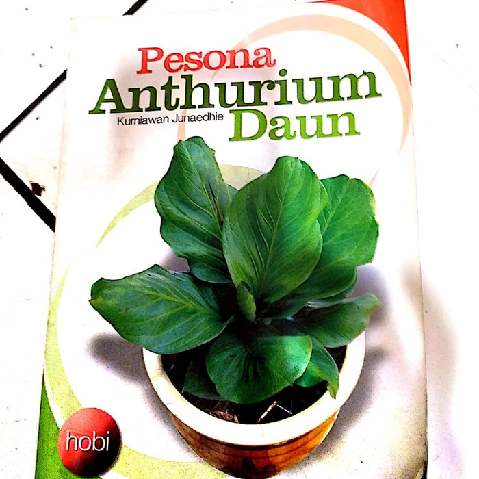 Pesona Anthurium Daun
