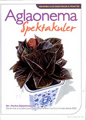 AGLAONEMA SPEKTAKULER