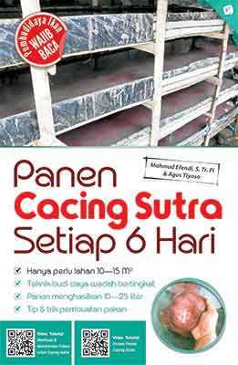 Panen cacing sutra setiap 6 hari