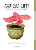 Caladium : Pesona Sang Sayap Bidadari