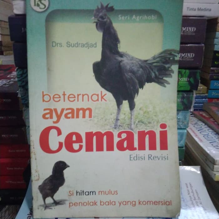 Beternak Ayam Cemani
