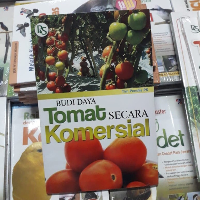 Budi Daya Tomat Secara Komersial