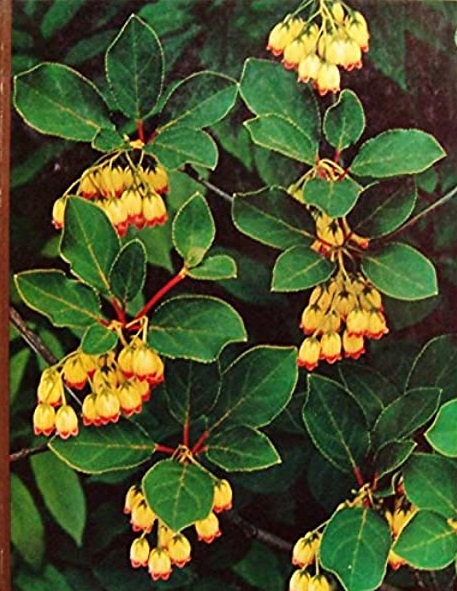 Flowering Shrubs