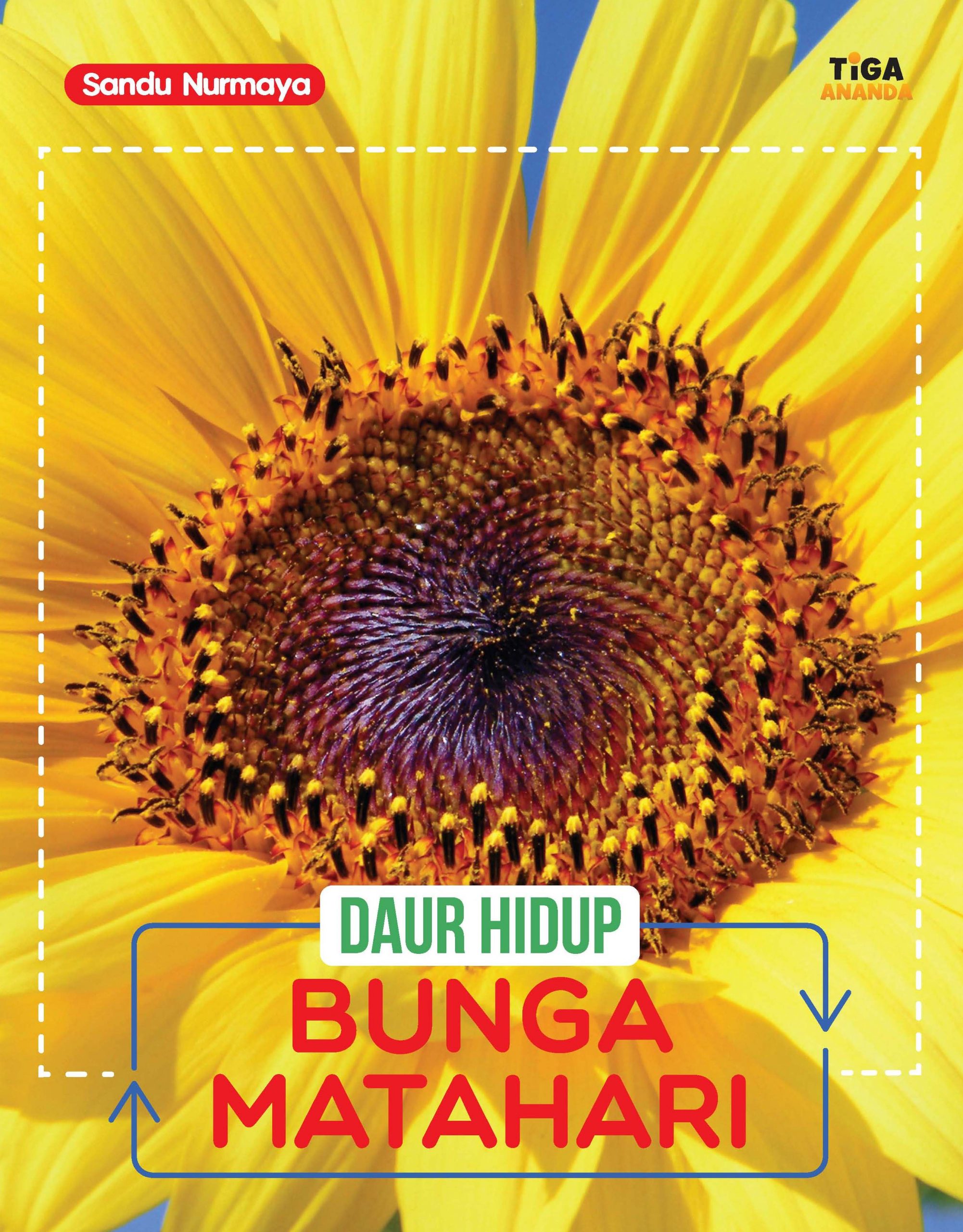Seed To Sunflower Daur Hidup Bunga Matahari