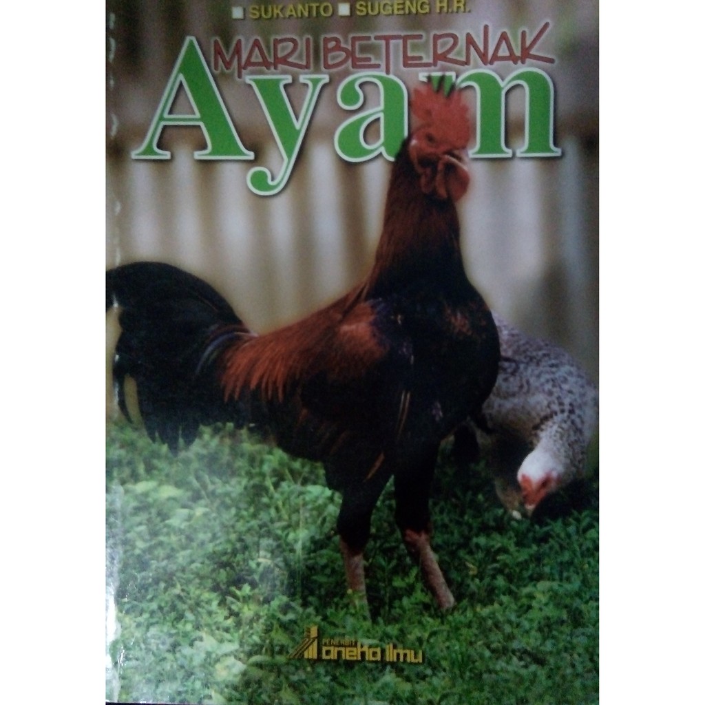 Mari beternak ayam