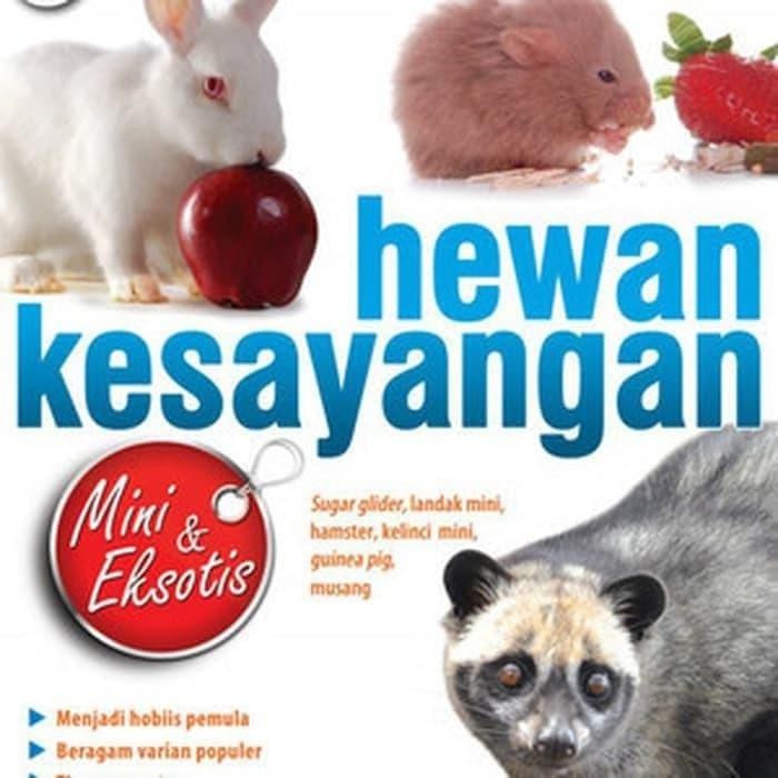 Hewan Kesayangan : Suger glider, Landak Mini, Hamster,Kelinci, Mini,Guinea Pig, Musang