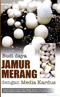 Budidaya Jamur Merang Dengan Media Kardus