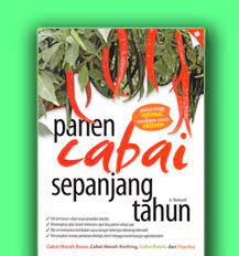 Panen cabai sepanjang tahun