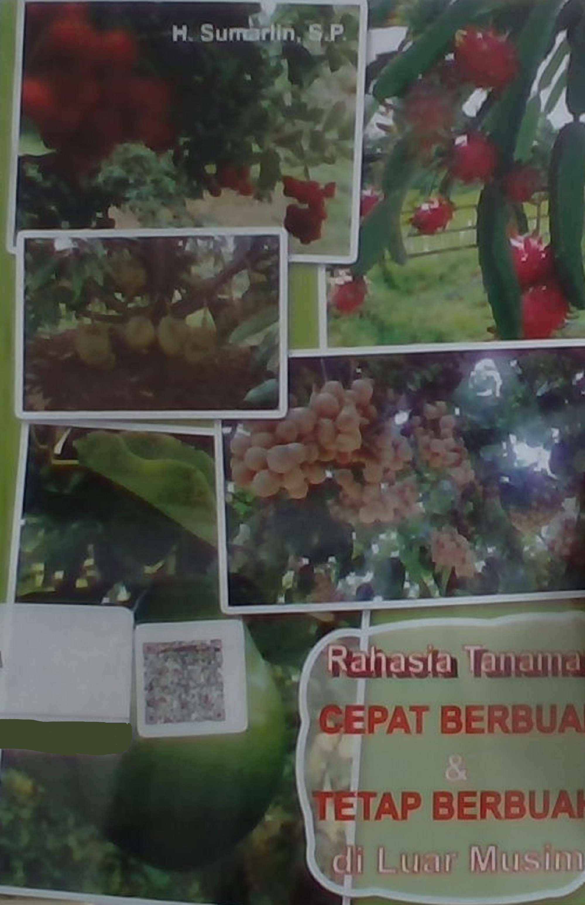 Rahasia tanaman cepat berbuah dan tetap berbuah di luar musim