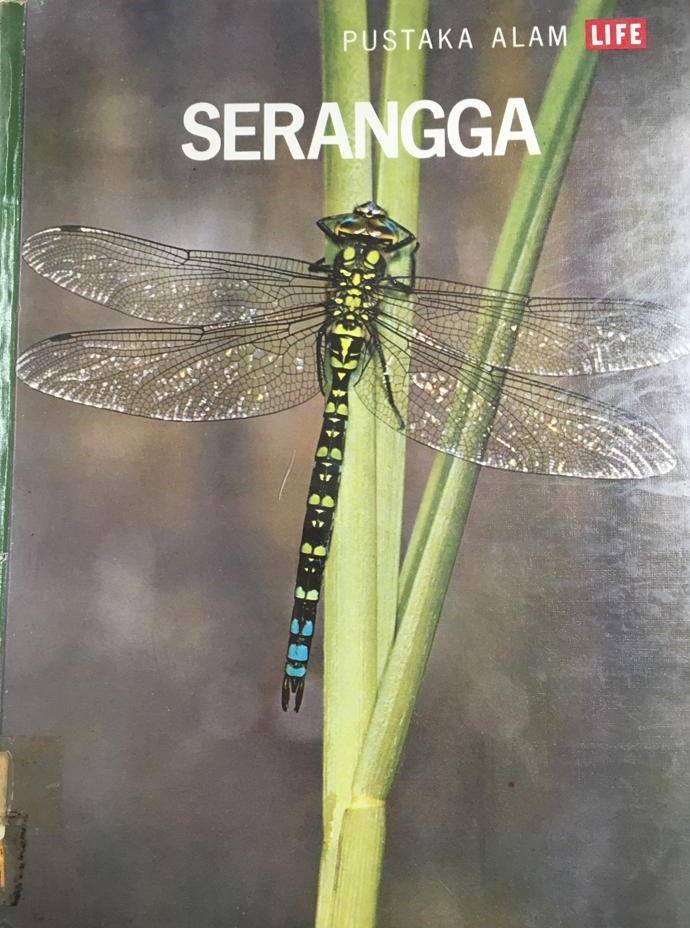 Serangga