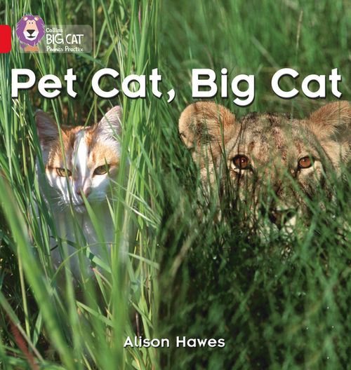 Pet cat, big cat