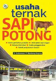Usaha ternak sapi potong
