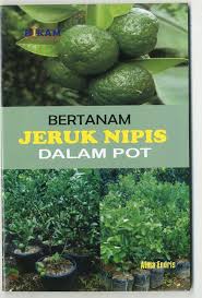 Bertanam jeruk nipis dalam pot