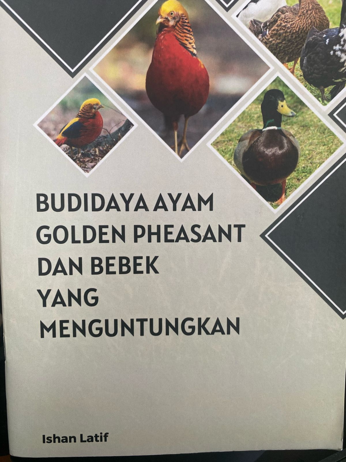 Budidaya ayam golden pheasant dan bebek yang menguntungkan