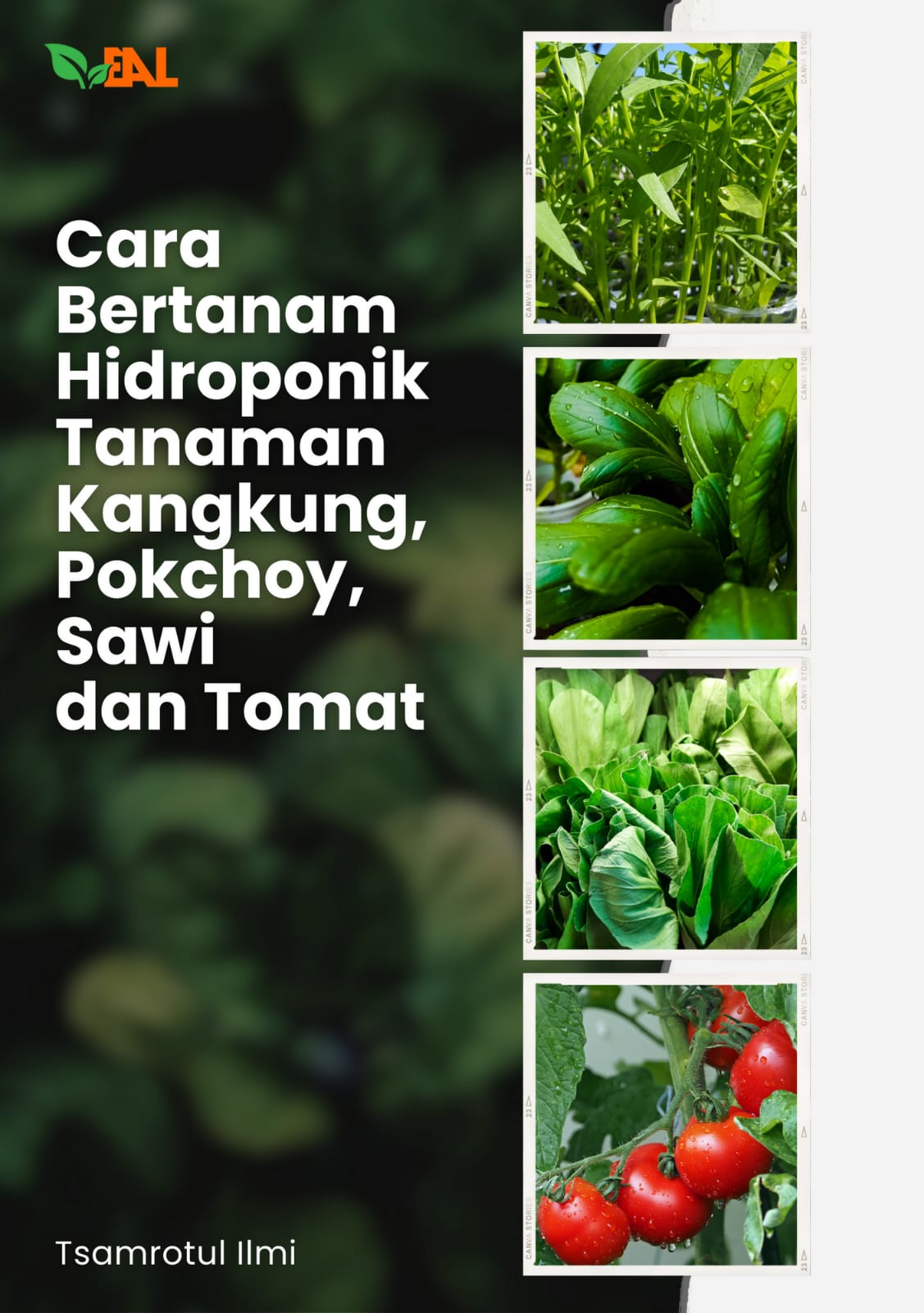 Cara bertanam hidroponik tanaman kangkung, pokchoy, sawi dan tomat