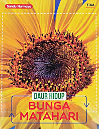 Daur Hidup Bunga Matahari