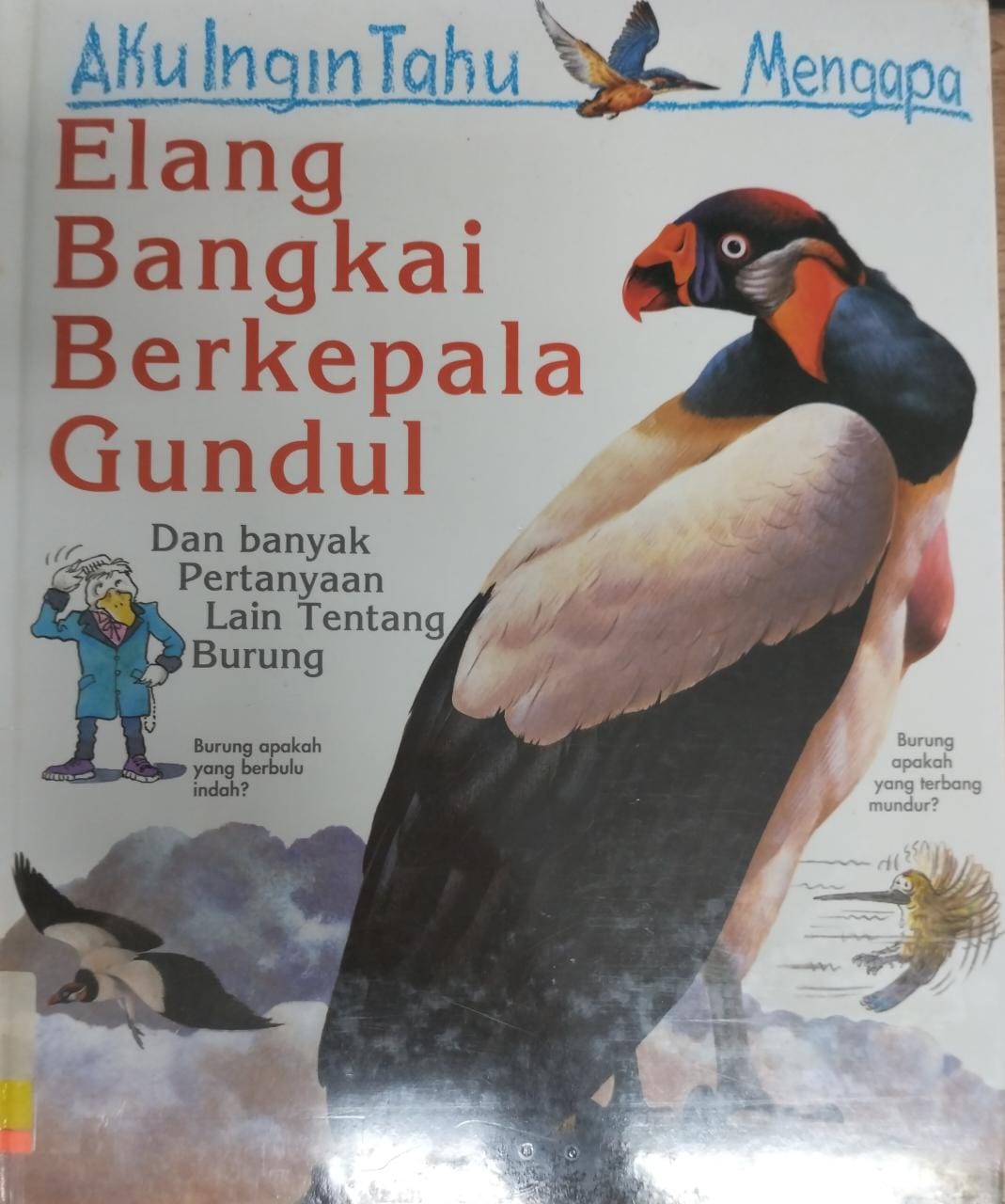 Aku ingin tahu mengapa elang bangkai berkepala gundul