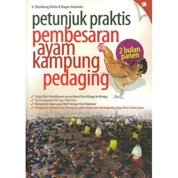 Petunjuk praktis pembesaran ayam kampung pedaging