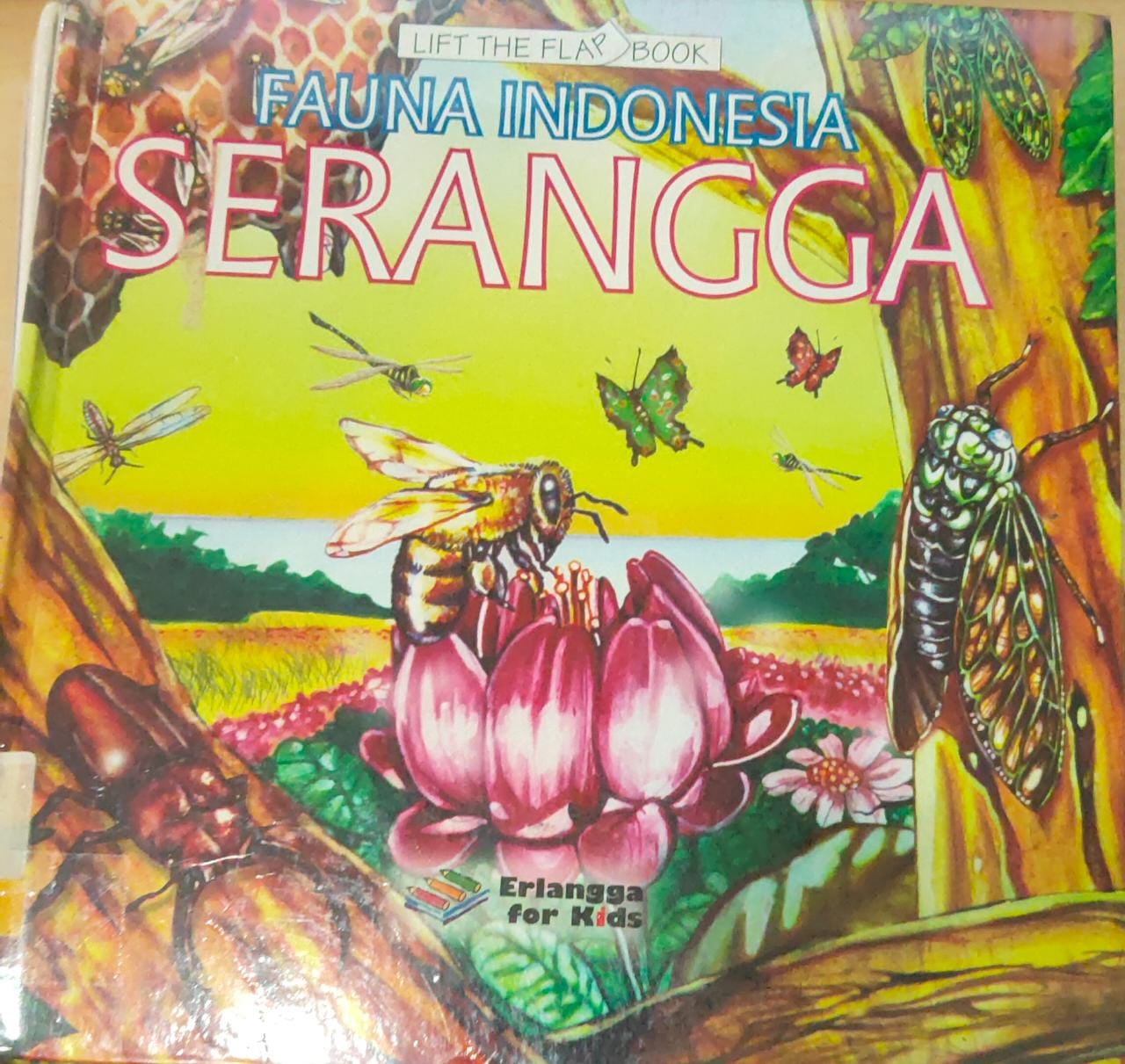 fauna indonesia : Serangga