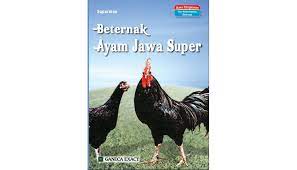 Beternak ayam jawa super