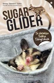 Sugar glider : si hewan saku yang unik