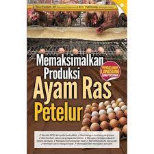 Memaksimalkan produksi ayam ras petelur