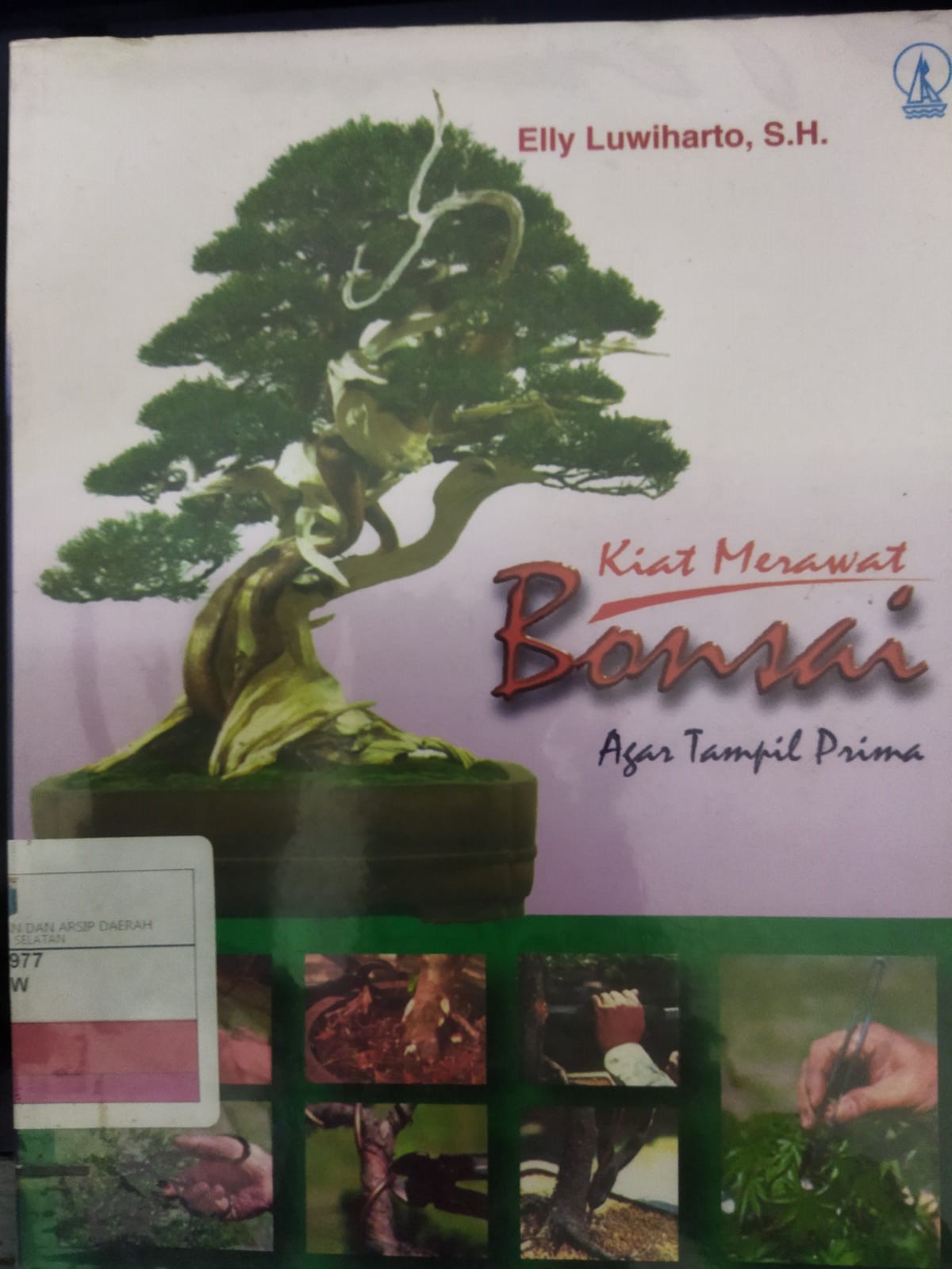 Kiat merawat Bonsai agar tampil prima