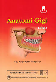 Anatomi Gigi